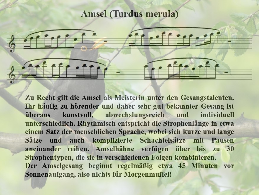 Amsel