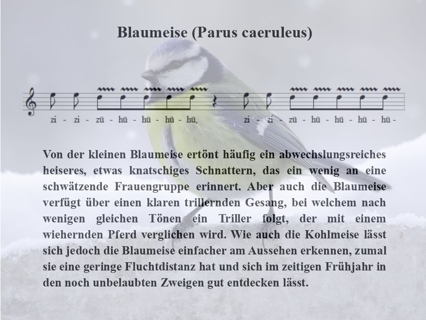 Blaumeisen