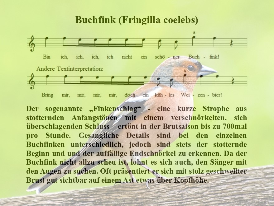 Buchfink