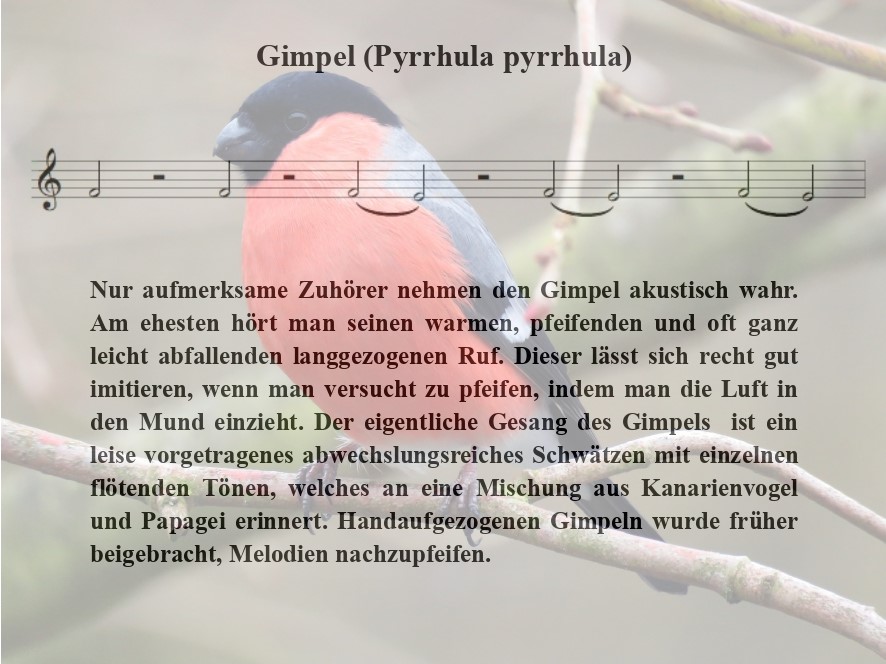 Gimpel