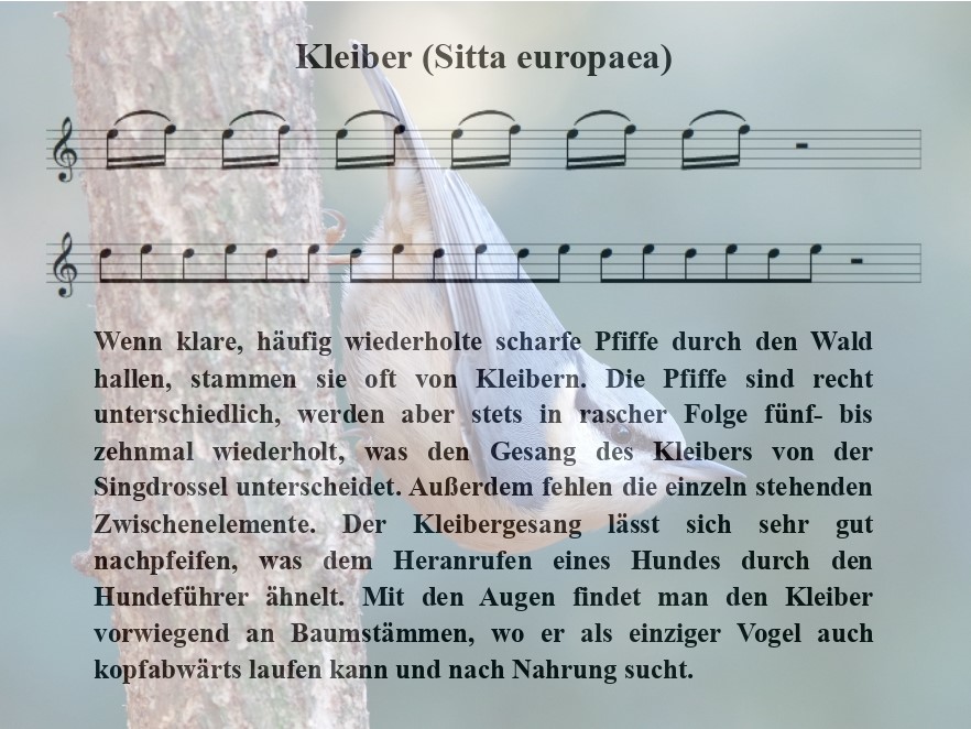 Kleiber