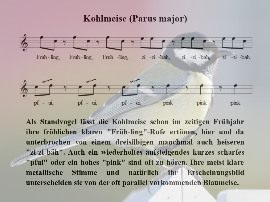 Kohlmeise