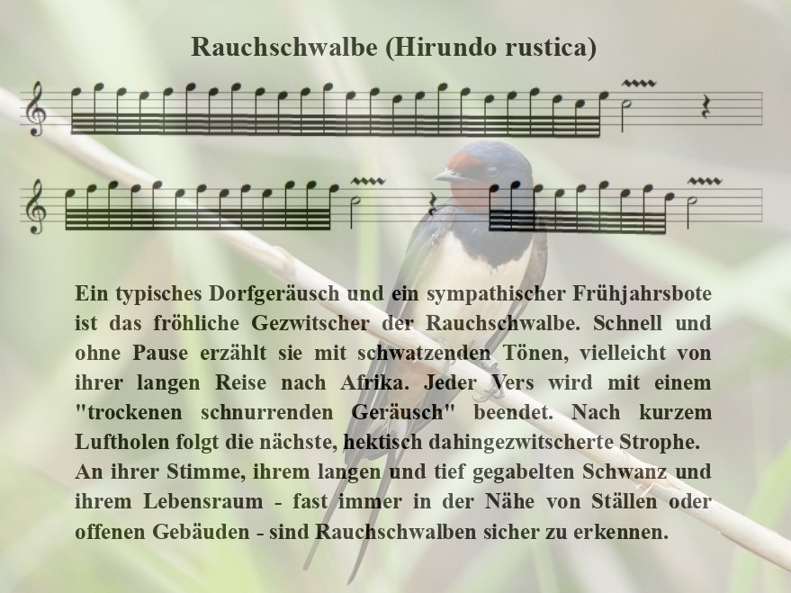 Rauchschwalbe