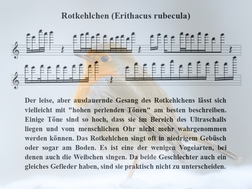 Rotkehlchen