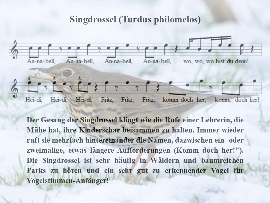 Singdrossel