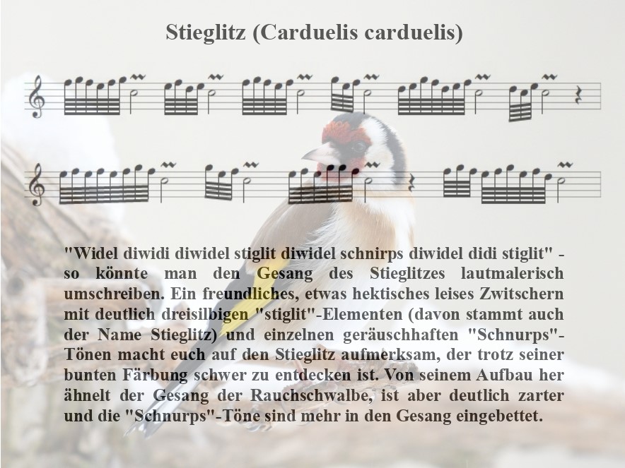Stieglitz