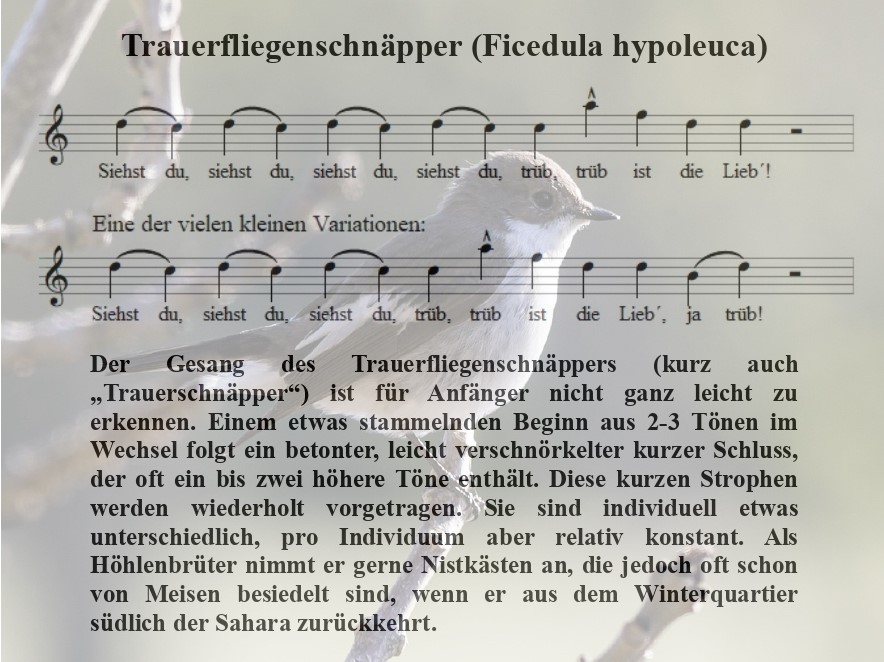 Trauerschnaepper