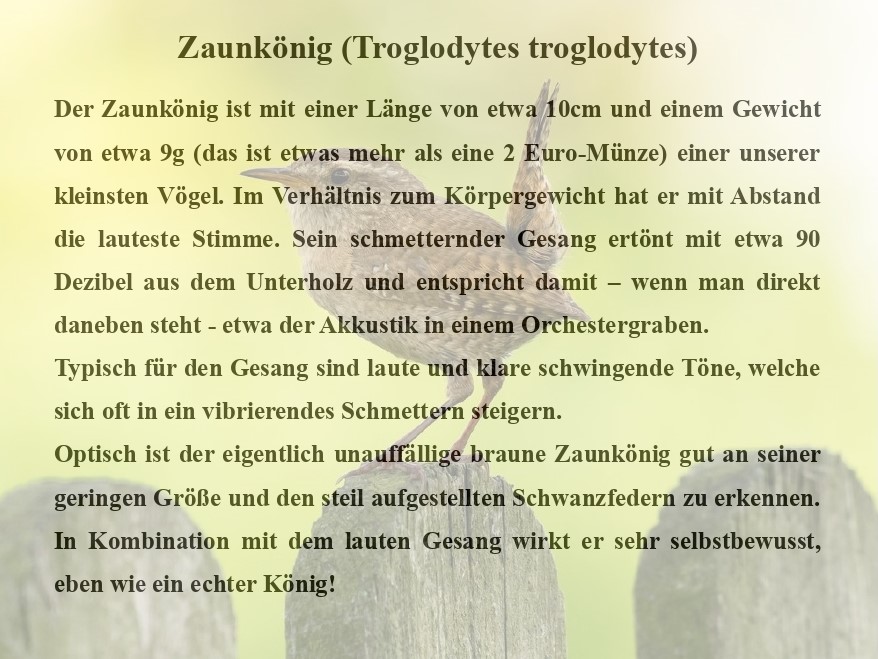 Zaunkönig