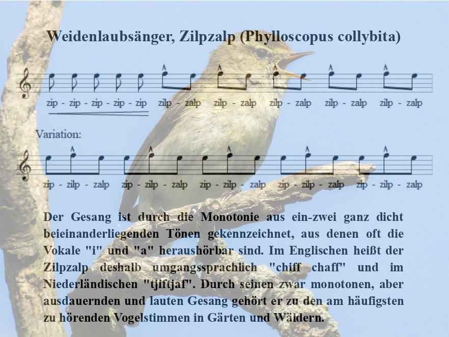 Zilpzalp